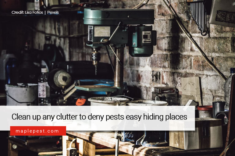 Clean up any clutter to deny pests easy hiding places