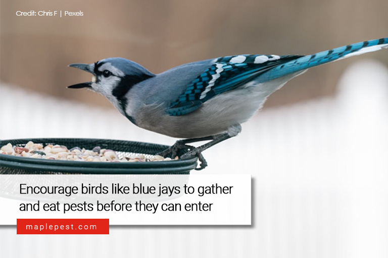 Encourage birds like blue jays to gather and eat pests before they can enter