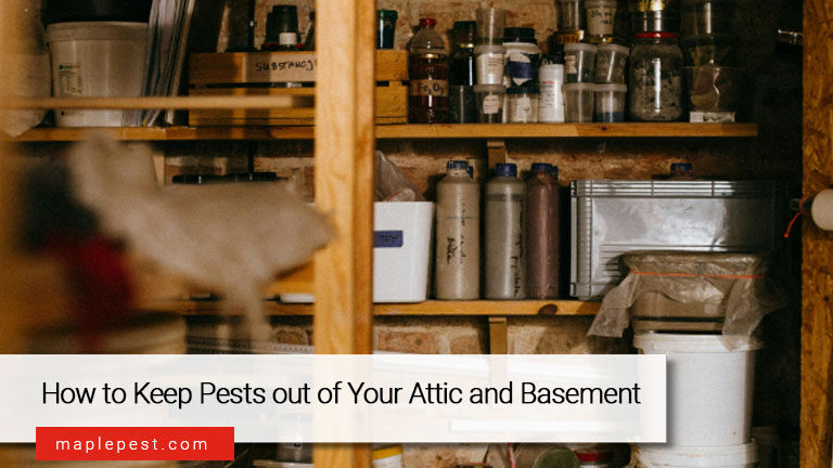 How to Keep Pests out of Your Attic and Basement