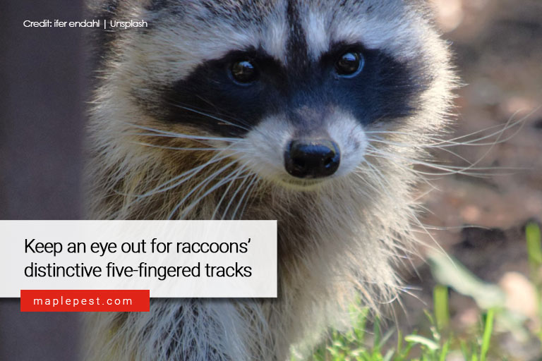 Keep an eye out for raccoons’ distinctive five-fingered tracks