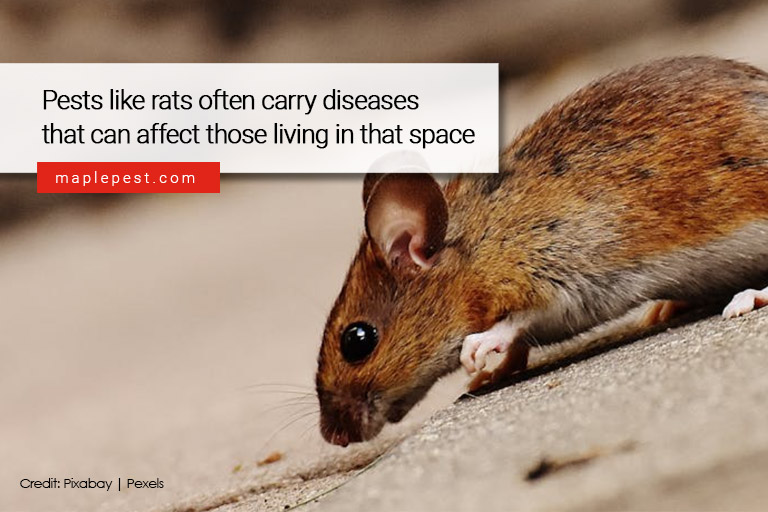 Pests like rats often carry diseases that can affect those living in that space