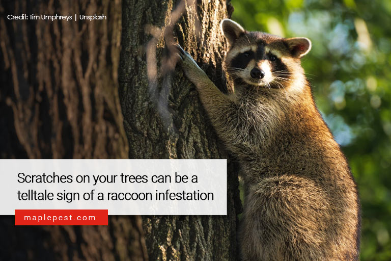 Scratches on your trees can be a telltale sign of a raccoon infestation