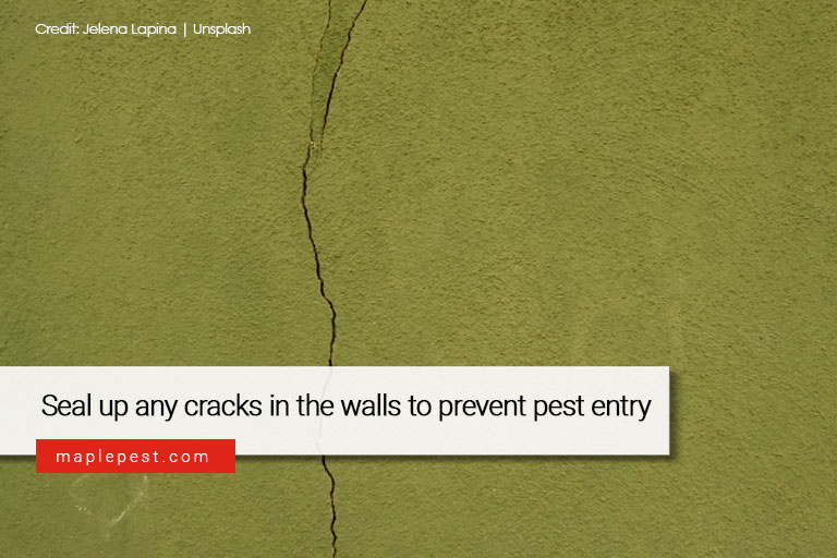 Seal up any cracks in the walls to prevent pest entry