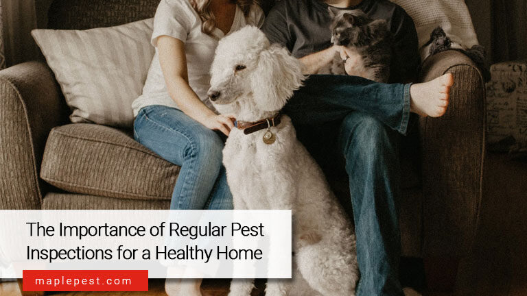 The Importance of Regular Pest Inspections for a Healthy Home