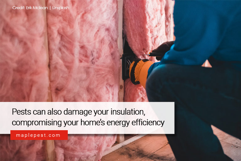 Pests can also damage your insulation, compromising your home’s energy efficiency