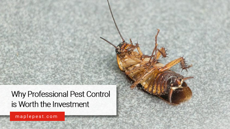 Why Professional Pest Control Is Worth the Investment