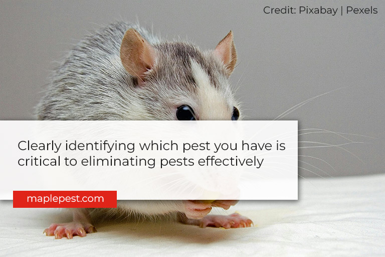 learly identifying which pest you have is critical to eliminating pests effectively