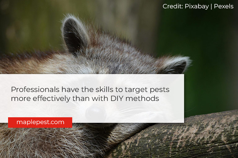 Professionals have the skills to target pests more effectively than with DIY methods