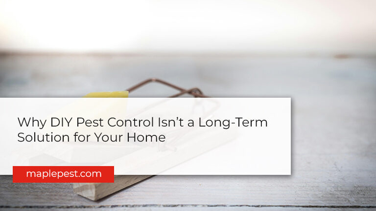 Why DIY Pest Control Isn’t a Long-Term Solution for Your Home