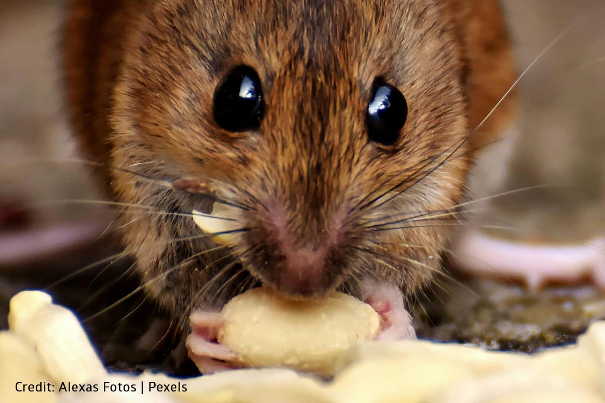 Always store food in airtight containers and clean up any messes to keep rodents away