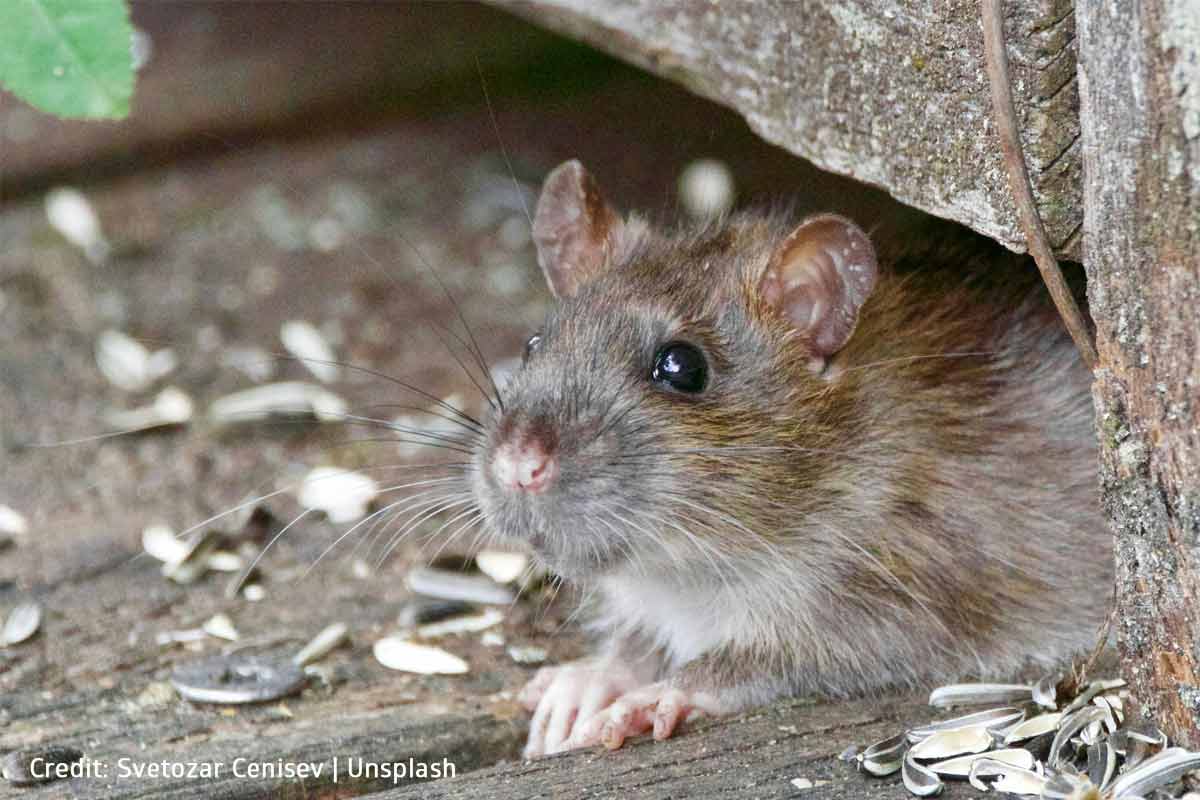 Keeping rodents out is key to preventing damage to wiring and insulation at home