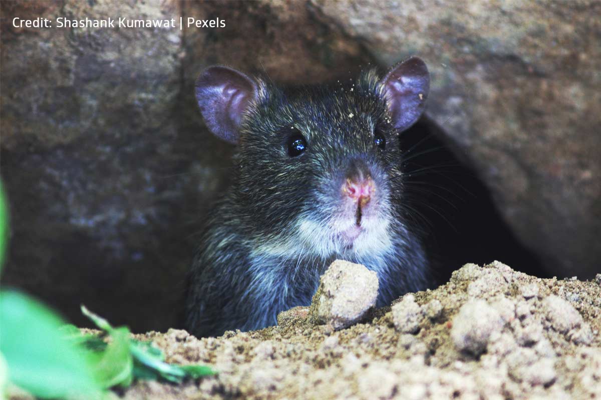 Pests like rodents are frequently carriers of dangerous diseases and allergens