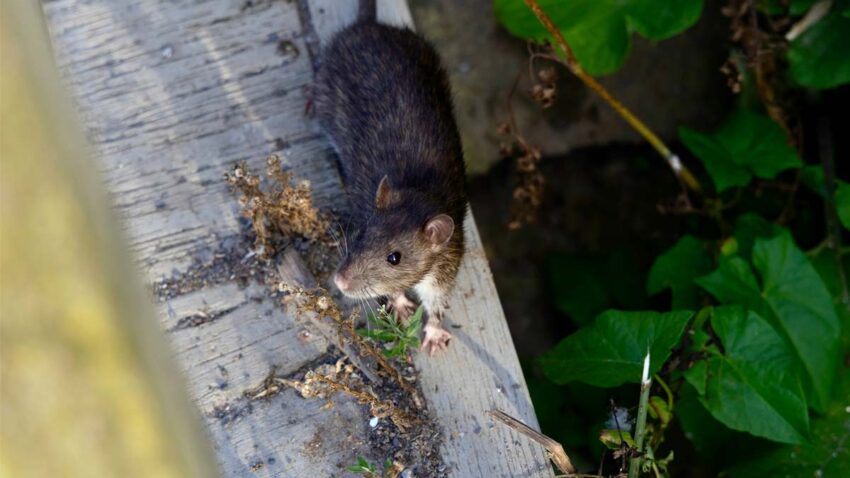 Why Professional Rodent Control is Essential During the Winter Months