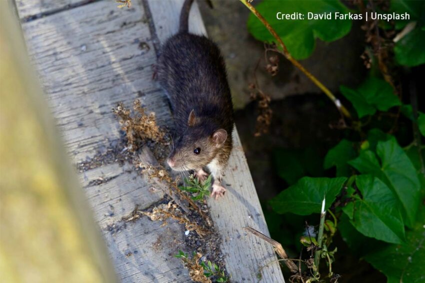 Why Professional Rodent Control is Essential During the Winter Months