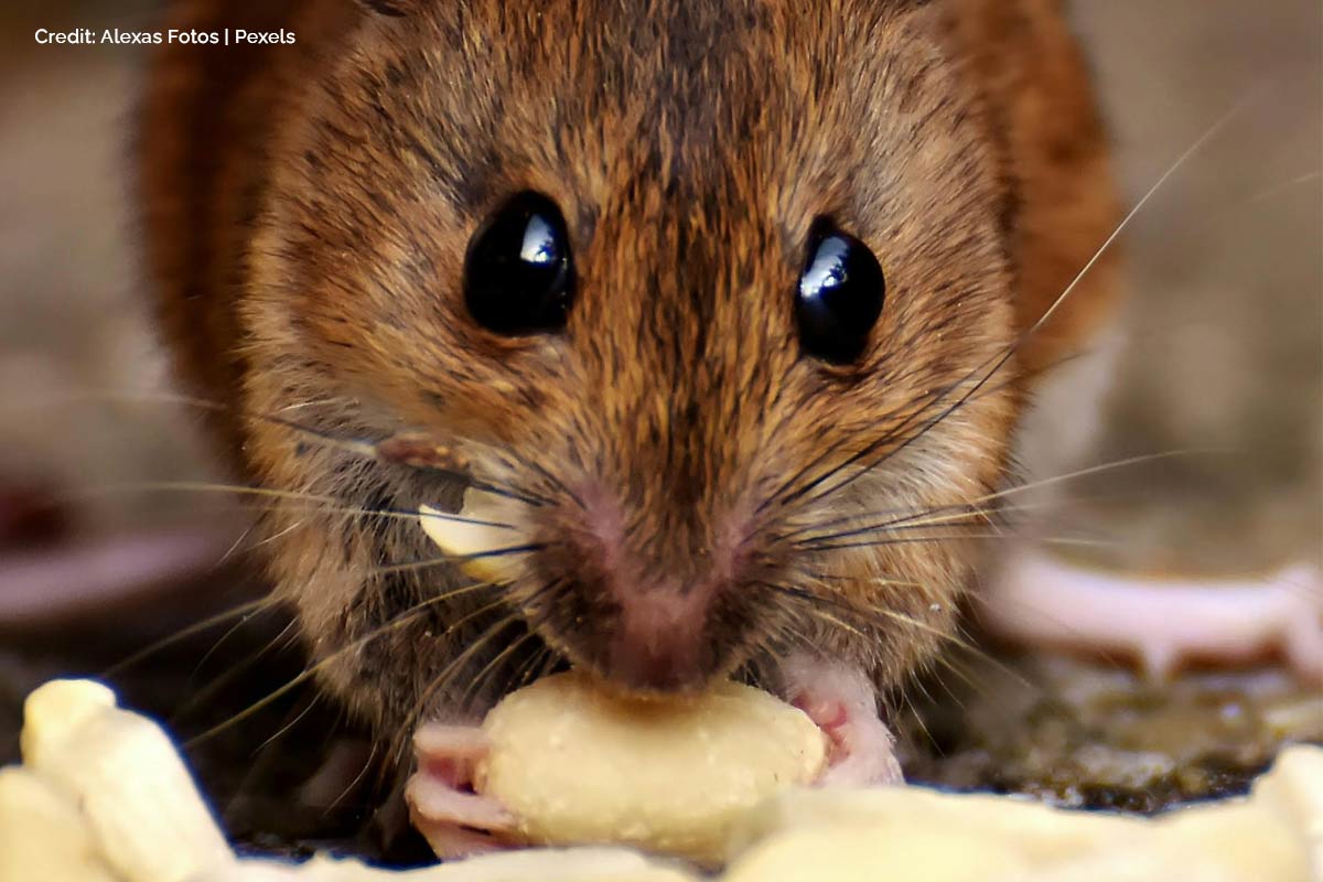 Pay close attention to your food packaging to determine if rodents have been at it