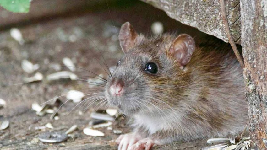 Signs of Rodent Infestations to Watch for This Winter